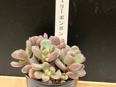 命名株いろいろ5種セット 札なし ポットごと発送 - メルカリ