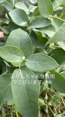 ぷりんちゃん様専用でございます…*＊