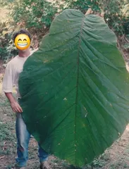超レア　世界最大の木の葉　Coccoloba gigantifolia 　ココロバ・ギガンティフォリア　怪奇植物　観葉植物　レアプランツ　インドアプランツ　種子のサムネイル