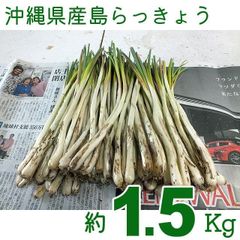 新潟県産 山菜オオナルコユリ 1.5kg以上 (60サイズ) - メルカリ