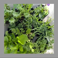 みい様専用 ポット苗10個