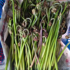 No.1 岩手雫石町産 天然 タラの芽、コゴミセット 400g - メルカリ