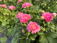 【hiroakin様専用】ラナンキュラス　セイレン　5寸鉢6鉢