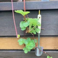 イチゴの苗　3つ