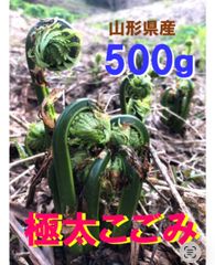 【事前予約】山形県産⭐︎天然極太こごみ ⭐︎500g ⭐︎春⭐︎山菜⭐︎こごめ⭐︎