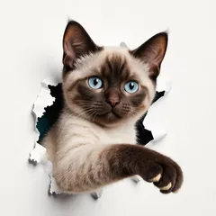 ステッカー 壁穴から出るシャム猫 12.7cm ねこ ネコ 動物 ビニール 防水 貼り付け インテリア 車用 シール おしゃれ 外装 ドレスアップ バイク カーステッカー t10102
