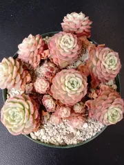 【シュガーベイビー】　多肉植物　韓国苗