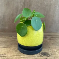 ピレア ペペロミオイデス 黄色陶器鉢 現品 Pilea peperomioides イラクサ科 ピレア属 観葉植物 観葉 植物 インテリア おしゃれ かわいい プレゼント おすすめ
