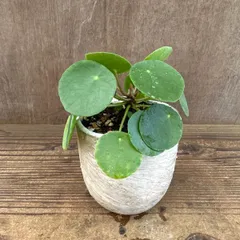 ピレア ペペロミオイデス 白陶器鉢 現品 Pilea peperomioides イラクサ科 ピレア属 観葉植物 観葉 植物 インテリア おしゃれ かわいい プレゼント おすすめ