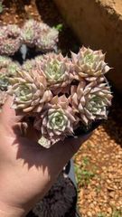 Top【選抜株】多肉植物 360015ラブシック エンジェル40個 鉢無し/脱土