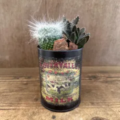 【リメイク缶】　サボテン　現品　③　 観葉植物 観葉 植物  多肉植物 多肉 寄せ植え カクタス サボテン ハオルチア インテリア プレゼント ミニ 小さい おうち時間