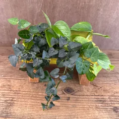 【リメイク缶】　観葉植物寄せ植え　（ヘデラサーク・ポトス不明種）　ヘデラサーク　ポトス　缶鉢　観葉植物 観葉 植物 寄せ植 そのまま飾れる インテリア プレゼント かわいい おしゃれ グリーン 母の日 父の日 誕生日