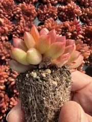 多肉植物　X301　ルビー　72苗　土根付き　エケベリア　セダム　アエオニウム　韓国苗　寄せ植え　詰め合わせ