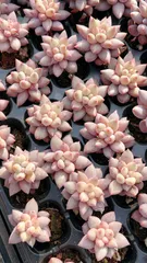 多肉植物　X315　レッドドラゴンフライ　105苗　土根付き　エケベリア　セダム　アエオニウム　韓国苗　寄せ植え　詰め合わせ