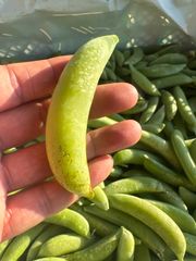 朝採り】鹿児島県指宿産グリーンピース 500g 農家直送 - メルカリ