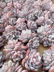 新入荷　50株の抜き苗セット　スターオレンジ　多肉植物　佐川急便発送　エケベリア　セダム　韓国苗　M249