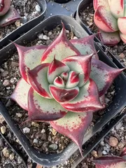 新入荷　70株の抜き苗セット　ウボク　多肉植物　佐川急便発送　エケベリア　セダム　韓国苗　M300