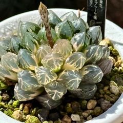専用 オブツーサ錦 竜珠+狼蛛錦+宅配便 専用 オブツーサ錦 竜珠+狼蛛錦+宅配便 - メルカリ