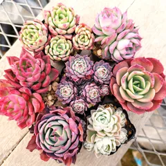 多肉植物 エケベリア 7種セット ed10 抜き苗