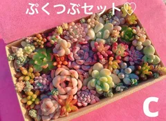 c クーポンあり❣️ ぷっくりとつぶつぶの寄せ植えセット❣️寄せ植えセット　カット苗　ピンク多肉　多肉弁当　美人　エケベリア　セダム　パキフィツム　チーズ　韓国苗入り