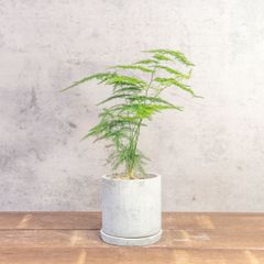 エバーフレッシュ 4寸 陶器鉢 セット 観葉植物 おしゃれ 美品 限定
