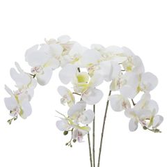 胡蝶蘭 激レア 2苗セット - メルカリ