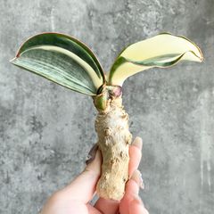 【S754】【SS級！！極上株！！】サンスベリア チャニン Thorut （アガベ ユーフォルビア サンセベリア ）