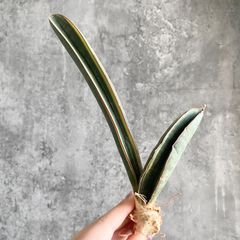 【S754】【SS級！！極上株！！】サンスベリア チャニン Thorut （アガベ ユーフォルビア サンセベリア ）