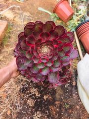 多肉植物。 アエオニウム魅金七彩錦(無根） 多肉植物。 新品種 アエオニウム魅金七彩錦 - メルカリ
