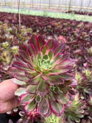 多肉植物。 新品種 アエオニウム魅金七彩錦 - メルカリ