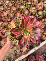 多肉植物。ラス錦法師錦+舞天姬..抜き苗） 多肉植物。ラス錦法師錦+舞天姬..抜き苗） - メルカリ