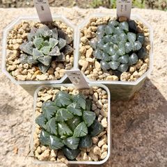 Top【選抜株】多肉植物 8049ドドソンオプツ一サ 10個 鉢無し/脱土 