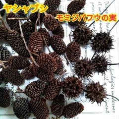 無農薬☆ヤシャブシ３０個☆モミジバフウの実６個☆手芸・アレンジメント☆水槽用品