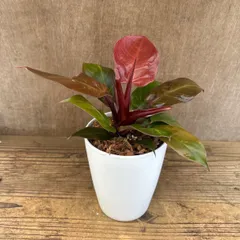 フィロデンドロン チェリーレッド 陶器鉢 現品 Philodendron 'Cherry Red' フィロデン 観葉植物 観葉 植物 珍奇植物 珍奇 珍しい インテリア おしゃれ かわいい