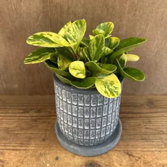 ペペロミア Ｏ．ゴールデンゲート 陶器鉢 現品 Peperomia obtusifolia 'Green Gold' 観葉植物 観葉 植物 珍奇植物 珍奇 珍しい インテリア おしゃれ かわいい プレゼント おすすめ