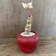 ★リメイク鉢★ ベゴニア クラシカウリス  陶器鉢  現品 Begonia crassicaulis シュウカイドウ科 ベゴニア属　さくらベゴニア サクラベゴニア  観葉植物 観葉 植物 レア 希少 インテリア プレゼント かわいい おしゃれ グリーン