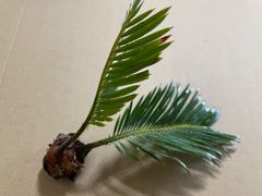 蘇轍 ソテツ 未発根 子株3個セット ③ - メルカリ
