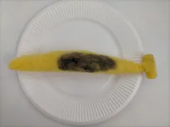 HAT7-021　羊毛フェルト　面白マスコット　熟れたバナナ　食べごろバナナ　バナナ　果物　フルーツ　ままごと　マスコット　インテリア　Funny Sereis