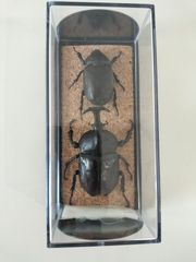 昆虫標本 2点セット カブトムシ クワガタ - メルカリ