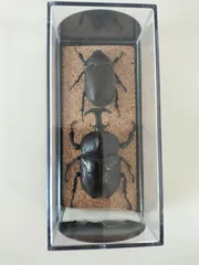 カブトムシ（国産）　ペア　標本　【13】