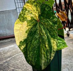 Anthurium 'Galaxy' x 'Goliath' アンスリウム - メルカリ