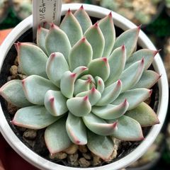 ハオルチア ☆ 白蛇伝（カキ仔発根済み）白プラポット付き メルカリ便