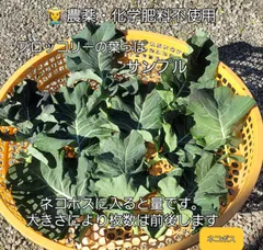 ⑤農薬・化学肥料不使用　露地栽培　ブロッコリーの葉　ネコポスでお届け