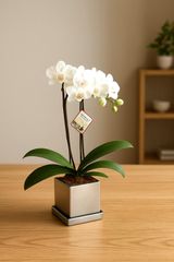 最新・花茎6本！】胡蝶蘭 ナザレ 鉢植え アンスラ社 希少多花性株