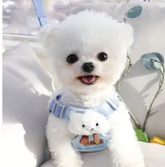 新品 雲型 ブルーコットン ハーネス リードセット 小型犬 ねこ S かわいい スマイル曇リードセット  可愛い ハーネス 犬用ハーネス  中型犬 おしゃれ  脱げない 胴輪   はーねす 首輪 子犬 超小型犬 成犬 いぬ イヌ ワンチャン ネコ ねこ