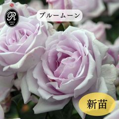 バラ苗 切花品種 ブルーラグーン B 希少種 花 苗 試験的輸入品種