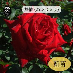 ツル性薔薇フロ-ンティーナ 抜き苗 1本 - メルカリ