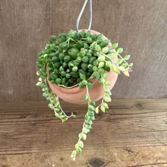 【パルムポット】 セネシオ エンジェルティアーズ Senecio herreanus f.variegata セネシオ属 キク科 天使の涙 大弦月城錦 ダイマユヅキジョウニシキ 観葉植物 観葉 植物  ハンギング 吊り下げ 吊るす インテリア プレゼント