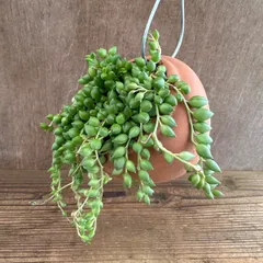 【パルムポット】セネシオ ピーチネックレス Senecio 'Peach Necklace' 現品 セネシオ属 オリジナル パルムポット セネキオ ピーチネックレス 観葉植物 観葉 植物 ハンギング 吊り下げ 吊るす インテリア プレゼント おしゃれ かわいい