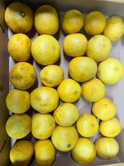 十郎梅（訳あり）10kg 神奈川県小田原産 梅干し・梅酒に - メルカリ
